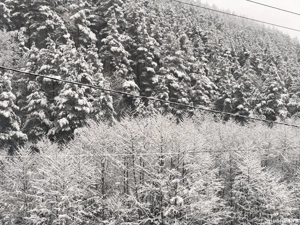 Proprietate in Rasinari 