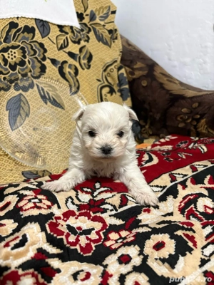 bichon maltez mascul 