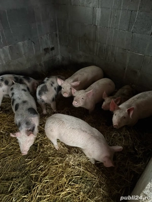 purcei landras cu pietrean - imagine 2