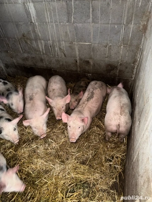 purcei landras cu pietrean