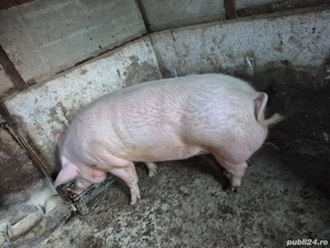 Vând porc de carne - imagine 3