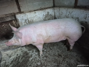 Vând porc de carne - imagine 2