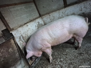 Vând porc de carne - imagine 4