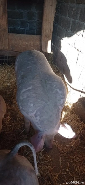 vând vier pietran - imagine 2