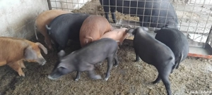 De vinzare  pucelusi Durok detali la telefon. - imagine 5