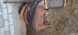 De vinzare  pucelusi Durok detali la telefon. - imagine 3