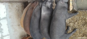 De vinzare  pucelusi Durok detali la telefon. - imagine 2