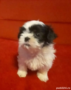  Bichon  mini cu garantie la oferta  - imagine 4