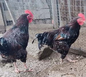 sau schimb cocosi Sussex Portelan-2025