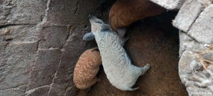 vand purcei mangalita