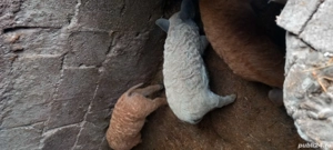 vand purcei mangalita - imagine 3