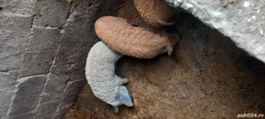 vand purcei mangalita - imagine 2