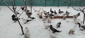 Curci si giște - imagine 4