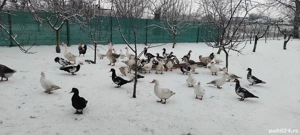 Curci si giște - imagine 2