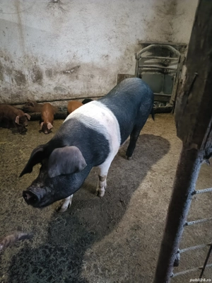 Vand scroafa bazna - imagine 3