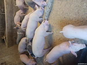 vând purcei si soldani diferite mărimi  - imagine 5