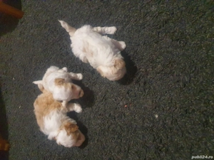 Catei Bison Frize - imagine 3