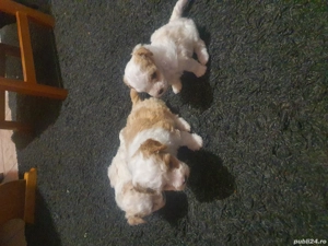 Catei Bison Frize - imagine 2