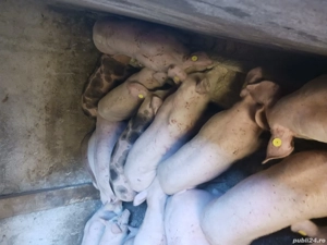 purcei si soldani diferite mărimi și rase  - imagine 2