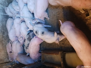 purcei si soldani diferite mărimi și rase  - imagine 3