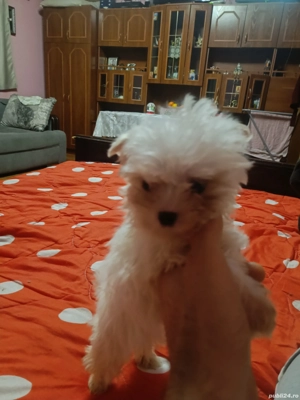 Cățeluși Bichon Maltez(Minitoy)