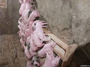 vând purcei și soldani diferite mărimi  - imagine 4