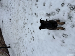 Mascul și femelă malinois 3 luni