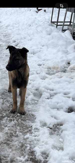 femelă malinois 4 luni