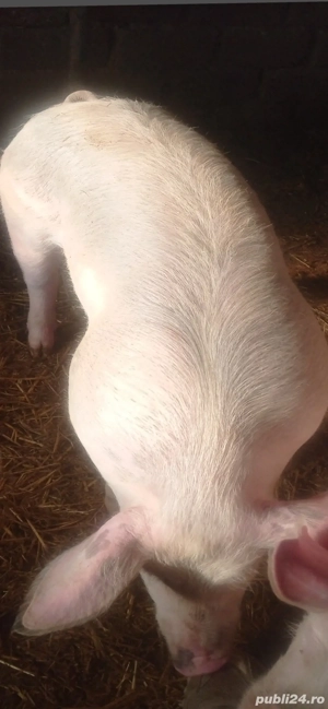 vând două purcele pietran