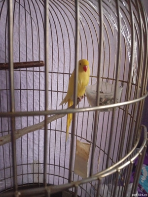 vand papagal vorbitor micul Alexander cu cusca si mancare - imagine 2