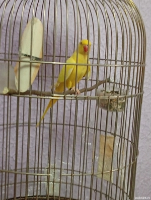 vand papagal vorbitor micul Alexander cu cusca si mancare - imagine 4