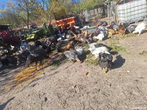 Gaini serie 2025 de vanzare - imagine 3