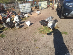 Gaini serie 2025 de vanzare - imagine 4