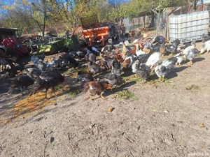 Gaini serie 2025 de vanzare - imagine 5