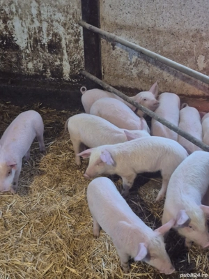 Purcei Marele alb  - imagine 2