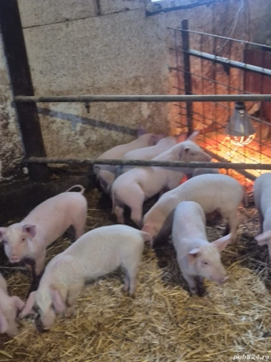 Purcei Marele alb  - imagine 4