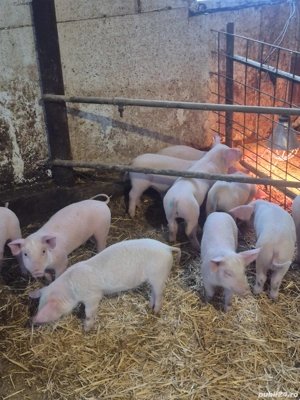 Purcei Marele alb  - imagine 3