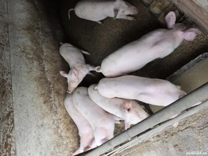 purcei Landras Marele Alb