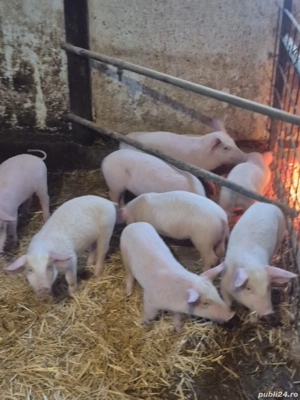 Purcei Marele alb  - imagine 5