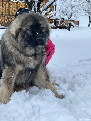 vind ciobanesc caucazian virsta 1an si 9luni - imagine 2