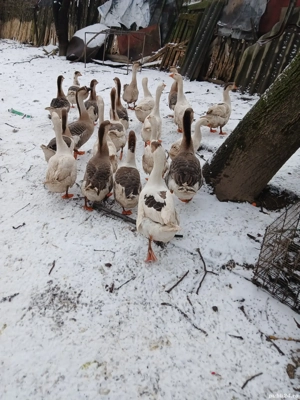 Gâște de vanzare..