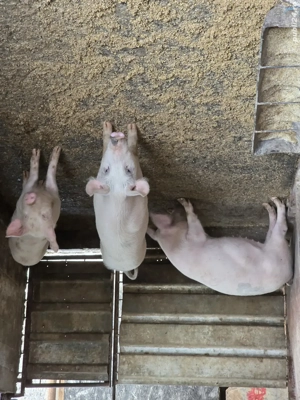 purcei Landras Marele Alb - imagine 3