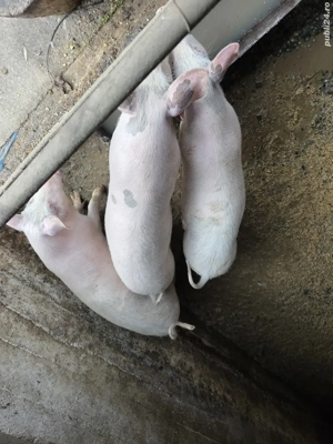 purcei Landras Marele Alb - imagine 2