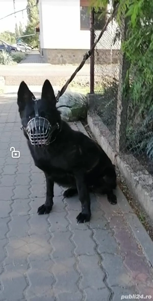 Femela ciobanesc german - imagine 2