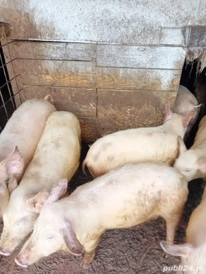 Vând porci!! - imagine 2