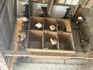 Porumbei diferite rase 