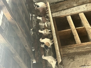 Porumbei diferite rase  - imagine 5