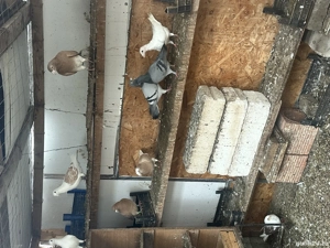 Porumbei diferite rase  - imagine 2