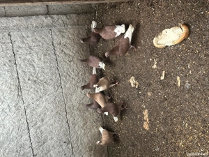 Porumbei diferite rase  - imagine 4