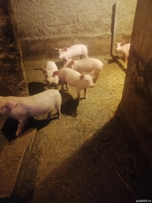 Purcei de vinzare - imagine 2